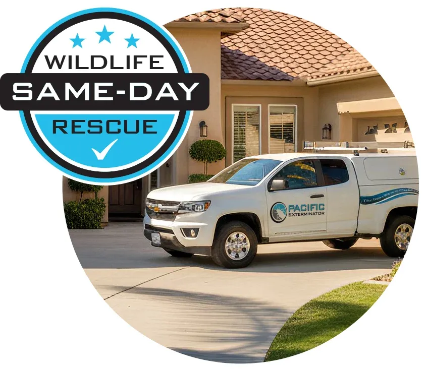 Same-Day Wildlife Rescue Badge