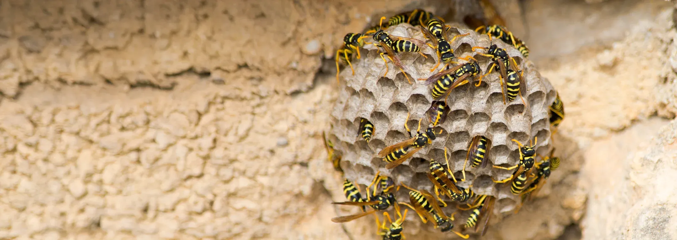 wasp nest