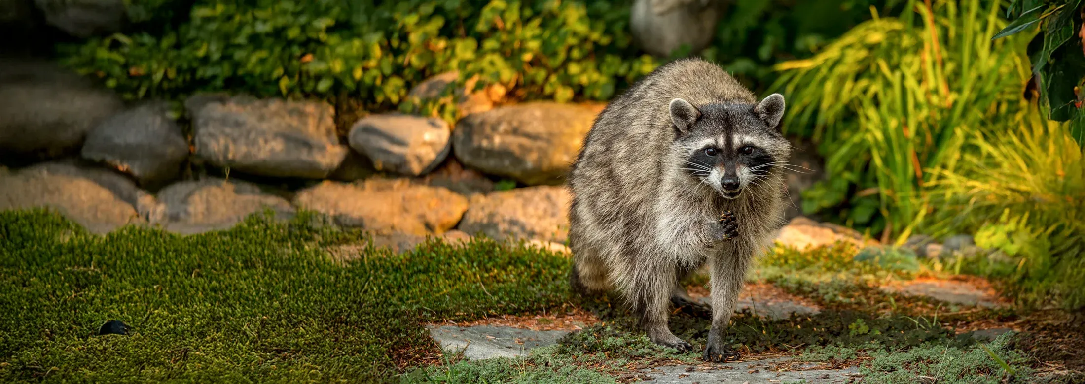 raccoon outside in backyard 