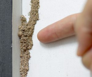 termite mud tube - finger pointing